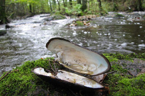 Freshwater pearl mussel is one of the endangered species that the will benefit of a free floating river.